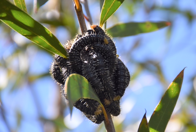 04 Walumarra Trek  Sawfly Species